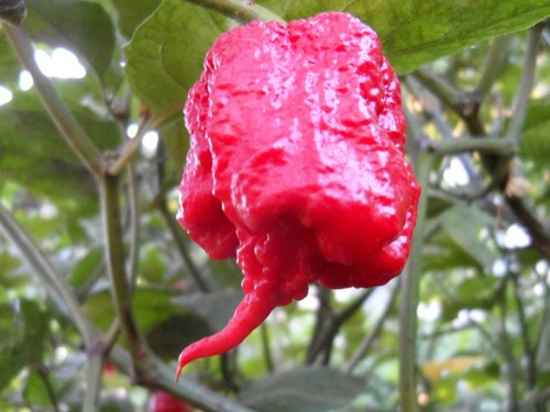 Semi carolina reaper - semi, di